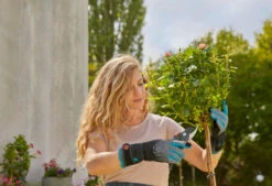 Gardena Snoei- En Rozenhandschoen L 9 Gardena Snoei- En Rozenhandschoen L -Gardena 4078500053235 gardena snoei en rozenhandschoen l 5.390